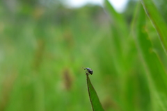 Nanophyes