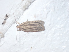 Agonopterix umbellana