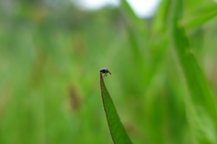 Nanophyes