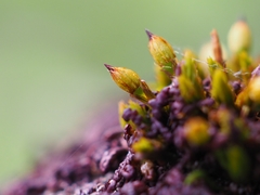 Orthotrichum stramineum