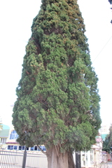 Cupressus sempervirens