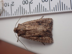 Ichneutica morosa