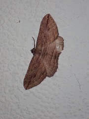 Austrocidaria gobiata