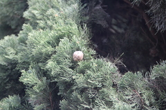 Cupressus sempervirens