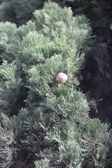 Cupressus sempervirens