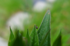 Nanophyes