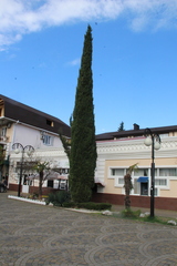 Cupressus sempervirens