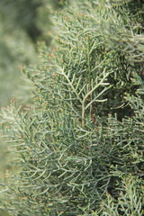 Cupressus sempervirens