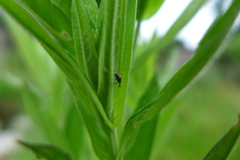 Nanophyes