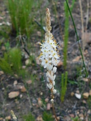 Bulbinella trinervis