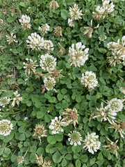 Trifolium repens