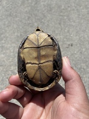Kinosterninae