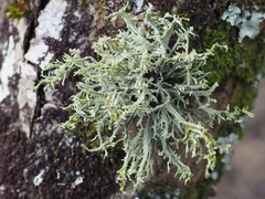 Ramalina calicaris