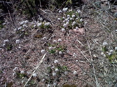 Noccaea caerulescens