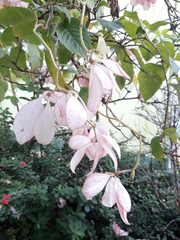 Mussaenda erythrophylla