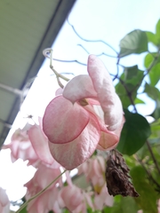 Mussaenda erythrophylla