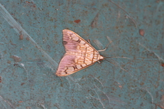 Pantographa suffusalis