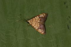 Pantographa suffusalis