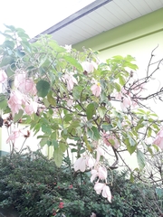 Mussaenda erythrophylla