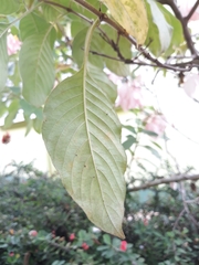 Mussaenda erythrophylla