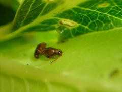 Trachytetra rugulosa