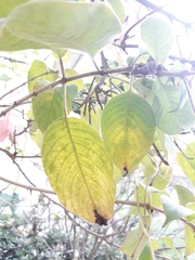 Mussaenda erythrophylla