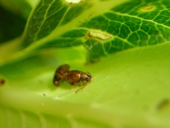 Trachytetra rugulosa