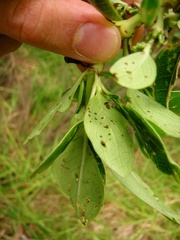 Trachytetra rugulosa