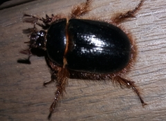 Pleocoma fimbriata