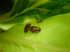 Trachytetra rugulosa