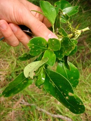 Trachytetra rugulosa