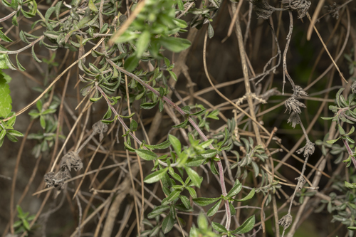 Image of Satureja thymbra by (c) Eleftherios Katsillis, some rights reserved (CC BY)