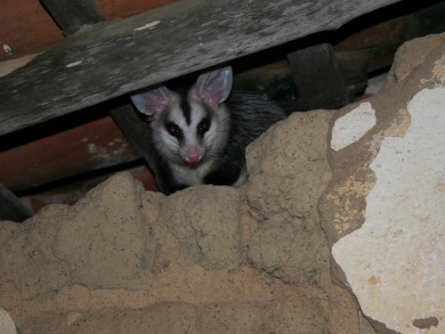 White-eared Opossum