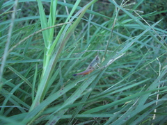 Amblytropidia australis