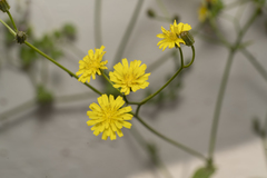 Crepis micrantha