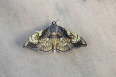 Pantographa acoetesalis