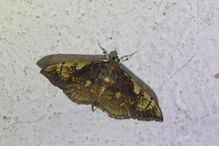 Pantographa acoetesalis
