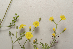 Crepis micrantha