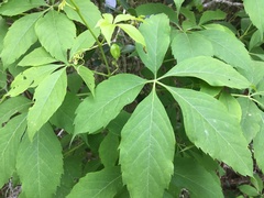 Parthenocissus quinquefolia