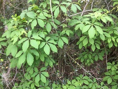 Parthenocissus quinquefolia
