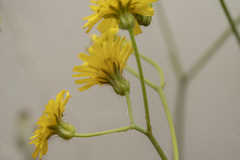 Crepis micrantha