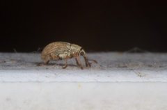 Malvapion malvae