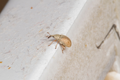 Malvapion malvae