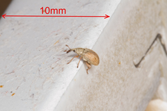 Malvapion malvae