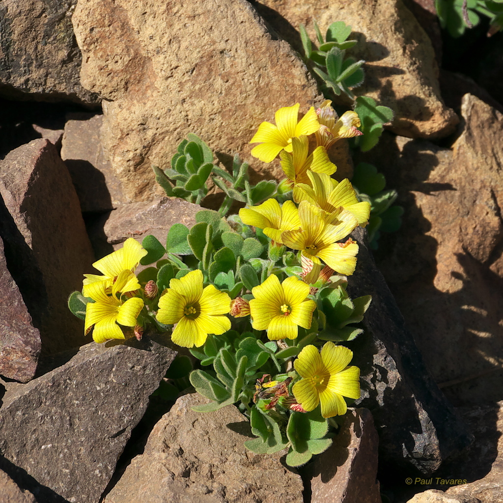 oxalis-penicillata-from-santiago-province-santiago-metropolitan-region