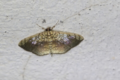 Pantographa limata