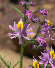 Schizanthus hookeri