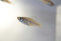 Phallichthys amates