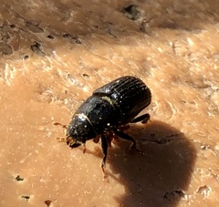 Dendroctonus
