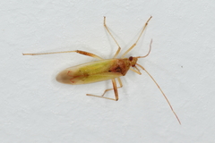 Creontiades rubrinervis